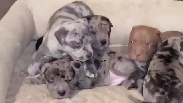Video preview image #1 American Bully Puppy For Sale in WEST MILTON, OH, USA