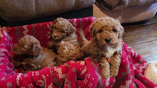 Video preview image #2 Goldendoodle mix (+ Poodle Miniature) Puppy For Sale in CARLISLE, PA, USA