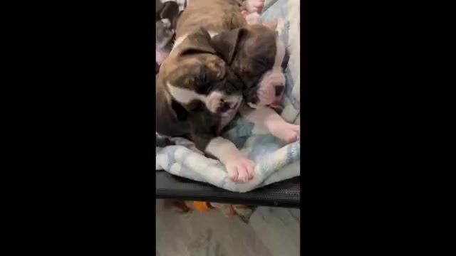 Video preview image #16 Boxer Puppy For Sale in RALEIGH, NC, USA