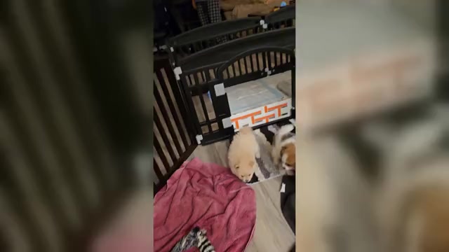 Video preview image #1 Pomeranian Puppy For Sale in MENIFEE, CA, USA