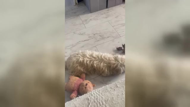 Video preview image #2 Maltipoo (Miniature) Puppy For Sale in PALMDALE, CA, USA