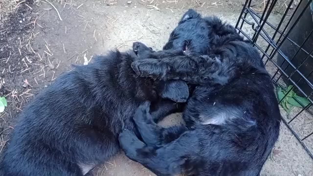Video preview image #6 Chinese Shar-Pei-Poodle (Standard) Mix Puppy For Sale in PORTLAND, OR, USA