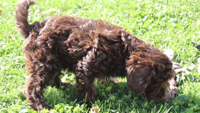 Video preview image #2 Cavapoo Puppy For Sale in THORP, WI, USA