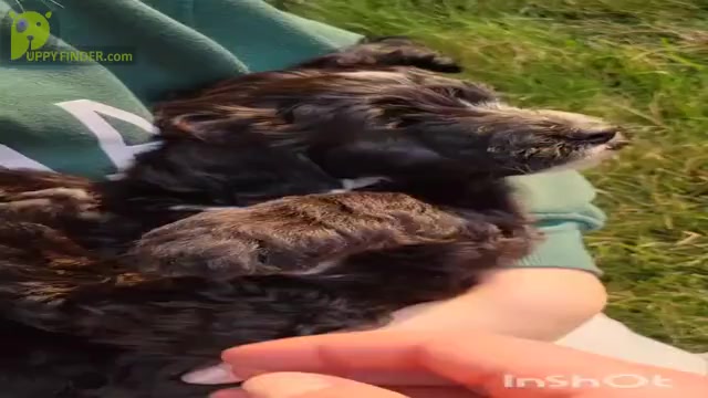 Video preview image #1 Springerdoodle Puppy For Sale in CHETEK, WI, USA