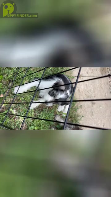 Video preview image #1  Breeder Profile in SAINT MARYS, KS, USA