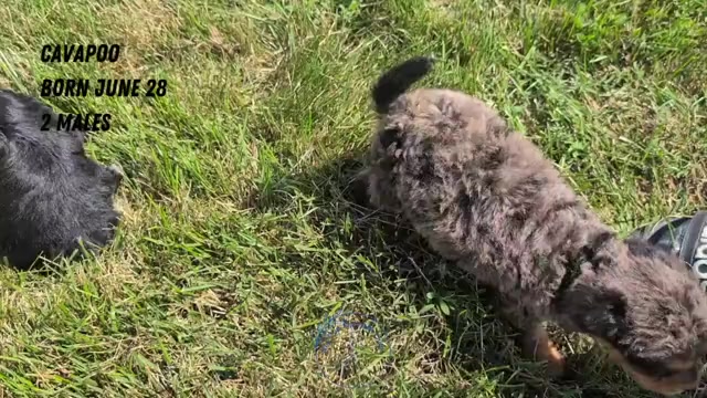 Video preview image #3 Cavapoo Puppy For Sale in GOSHEN, IN, USA