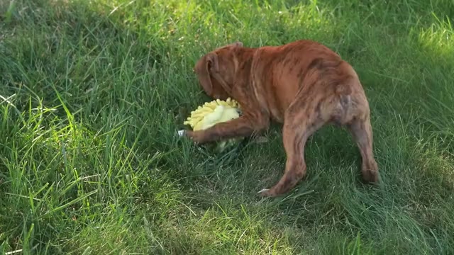 Video preview image #2 Boxer Puppy For Sale in SHIPSHEWANA, IN, USA