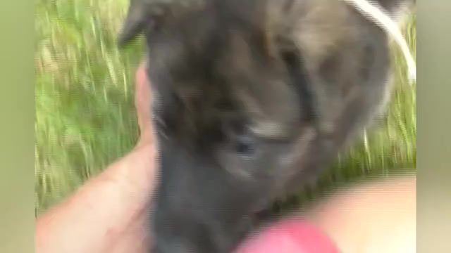 Video preview image #1 German Shepherd Dog Puppy For Sale in PIEDMONT, MO, USA