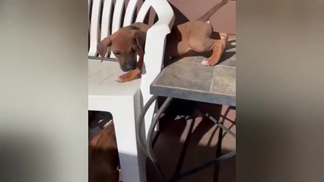 Video preview image #6 Rhodesian Ridgeback Puppy For Sale in FAIRPLAY, CO, USA