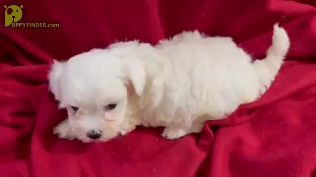 Video preview image #1 Maltese Puppy For Sale in HAYWARD, CA, USA