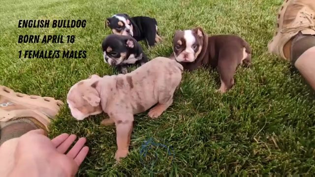 Video preview image #4 English Bulldog Puppy For Sale in GOSHEN, IN, USA