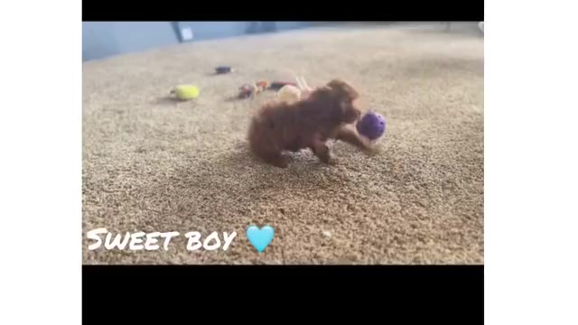 Video preview image #12 Maltipoo Puppy For Sale in WARSAW, IN, USA
