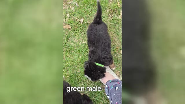 Video preview image #5 Bernese Mountain Dog Puppy For Sale in SALMON, ID, USA