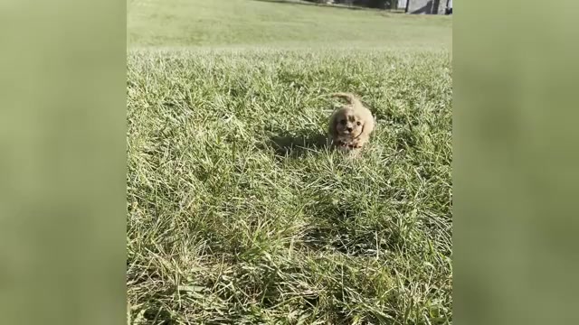 Video preview image #1 Cavalier King Charles Spaniel Puppy For Sale in WARSAW, IN, USA