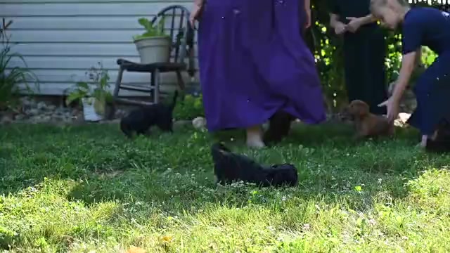 Video preview image #1 Cavapoo Puppy For Sale in MILLERSBURG, OH, USA