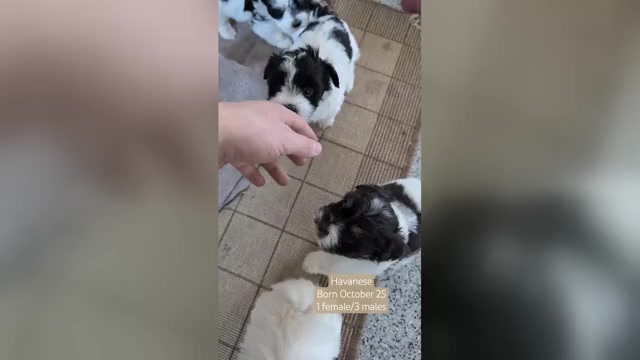Video preview image #1 Havanese Puppy For Sale in GOSHEN, IN, USA