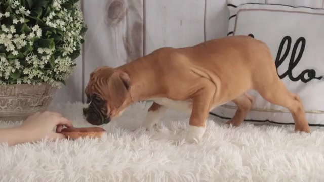 Video preview image #1 Boxer Puppy For Sale in SHIPSHEWANA, IN, USA