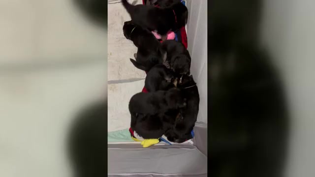 Video preview image #3 German Shepherd Dog Puppy For Sale in SACRAMENTO, CA, USA