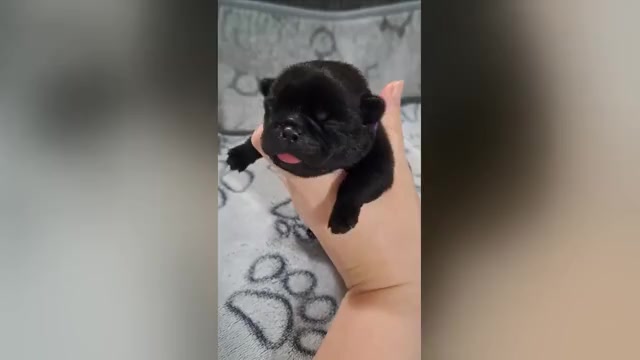 Video preview image #5 Pug Puppy For Sale in NEW BERN, NC, USA