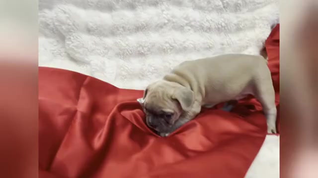 Video preview image #21 French Bulldog Puppy For Sale in WEXFORD, PA, USA