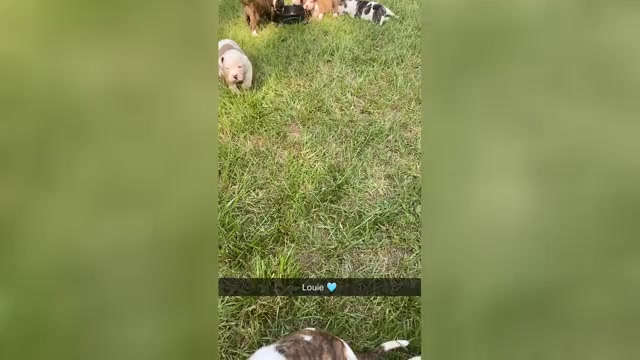 Video preview image #4 American Bulldog Puppy For Sale in FOLKSTON, GA, USA