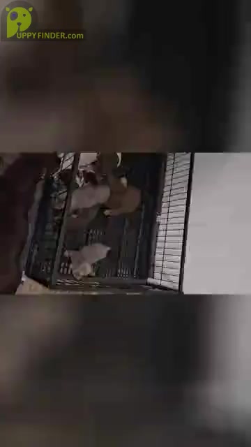 Video preview image #2  Breeder Profile in DEVINE, TX, USA
