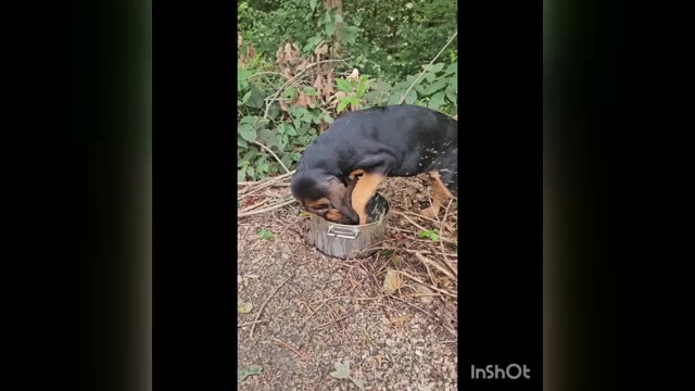 Video preview image #1 Bloodhound Puppy For Sale in TOCCOA, GA, USA