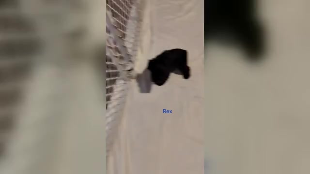 Video preview image #4 Schnauzer (Miniature) Puppy For Sale in ENID, OK, USA