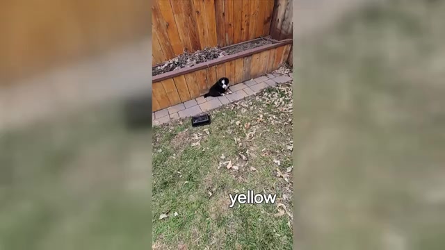 Video preview image #3 Bernese Mountain Dog Puppy For Sale in SALMON, ID, USA