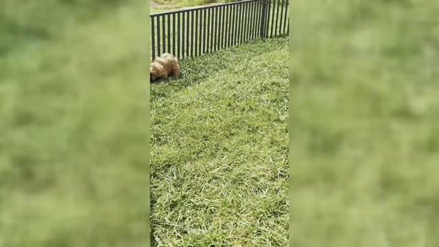 Video preview image #3 Shih Tzu Puppy For Sale in WARSAW, IN, USA