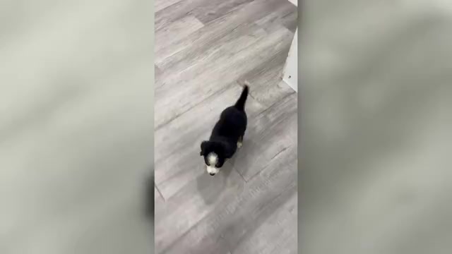 Video preview image #1 Bernese Mountain Dog Puppy For Sale in DUNDEE, OH, USA