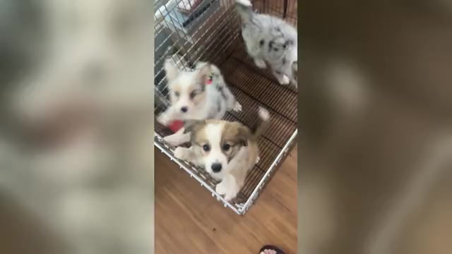 Video preview image #1 Border Collie Puppy For Sale in MOSS POINT, MS, USA