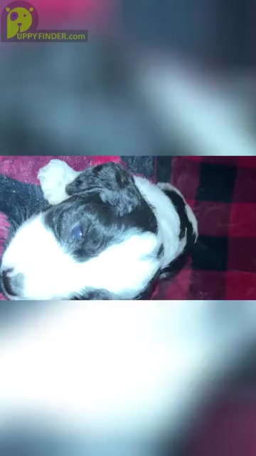 Video preview image #1  Breeder Profile in BUCKHANNON, WV, USA