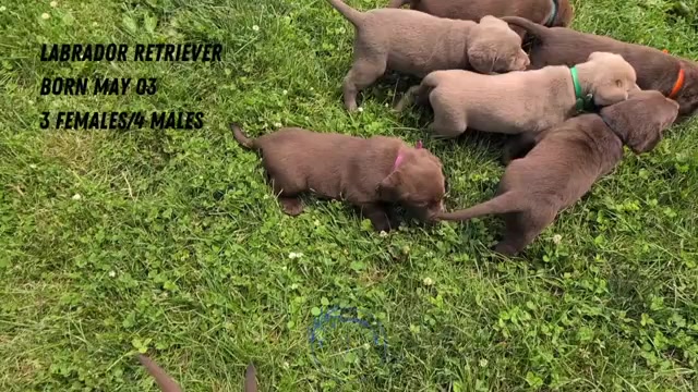 Video preview image #4 Labrador Retriever Puppy For Sale in GOSHEN, IN, USA