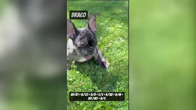 Video preview image #1  Breeder Profile in MUNSTER, IN, USA