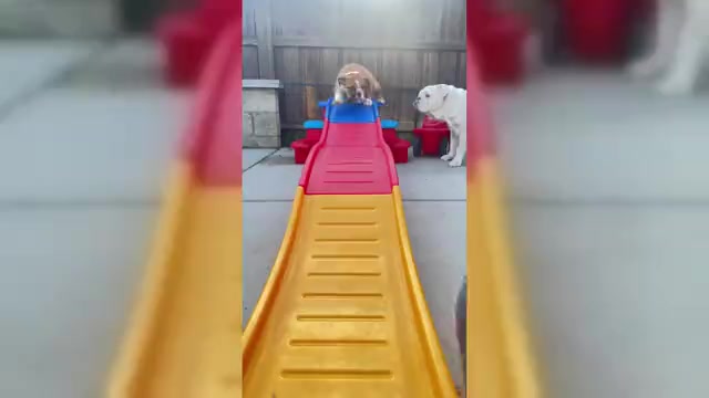 Video preview image #1 English Bulldog Puppy For Sale in FRESNO, CA, USA