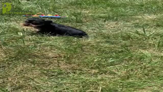 Video preview image #5 Yorkshire Terrier Puppy For Sale in WARSAW, IN, USA
