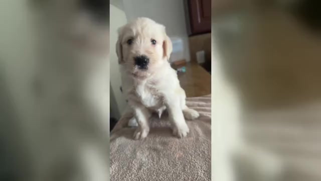 Video preview image #2 Goldendoodle Puppy For Sale in METAIRIE, LA, USA