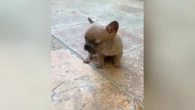 Video preview image #3 French Bulldog Puppy For Sale in DISCOVERY BAY, CA, USA