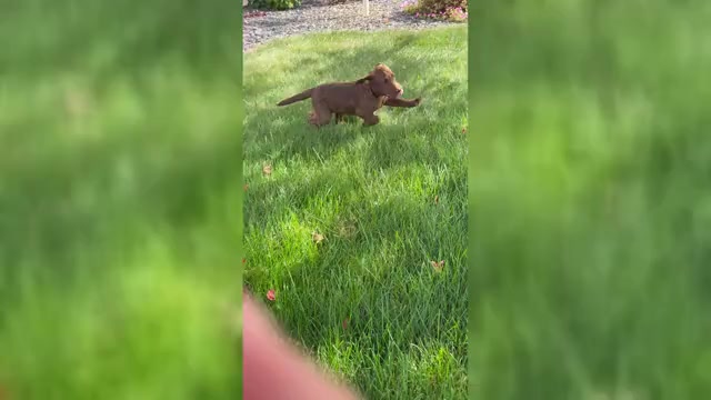 Video preview image #1 Labrador Retriever Puppy For Sale in SYRACUSE, IN, USA