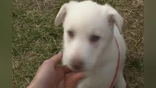 Video preview image #1 German Shepherd Dog Puppy For Sale in PIEDMONT, MO, USA