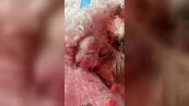 Video preview image #11 Poochon Puppy For Sale in AUBURN, MA, USA