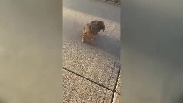 Video preview image #1 Yorkshire Terrier Puppy For Sale in ROSEDALE, NY, USA