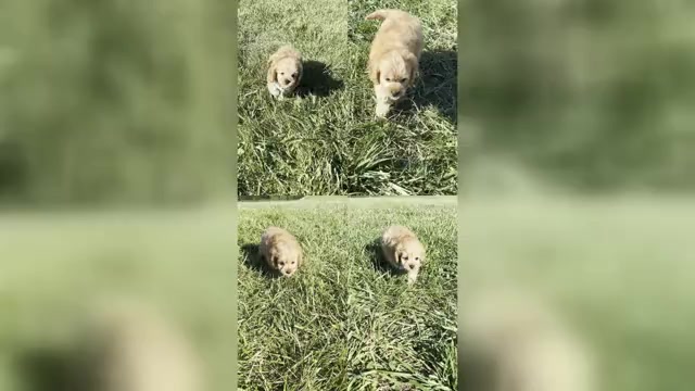 Video preview image #1 Cavapoo Puppy For Sale in WARSAW, IN, USA