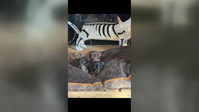 Video preview image #1 Dachshund Puppy For Sale in NEW LONDON, MN, USA