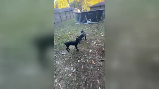 Video preview image #2 Cane Corso Puppy For Sale in PARAGOULD, AR, USA