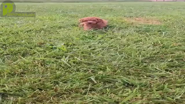 Video preview image #39 Poodle (Miniature) Puppy For Sale in WARSAW, IN, USA