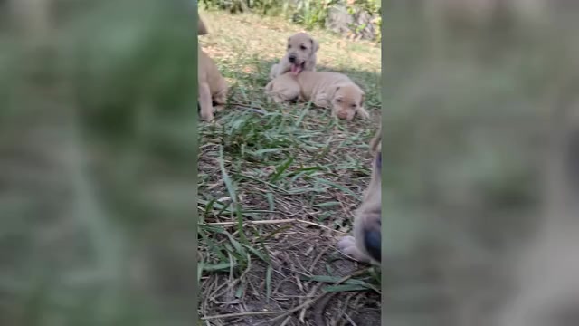 Video preview image #3 American Pit Bull Terrier Puppy For Sale in CLEARWATER, FL, USA