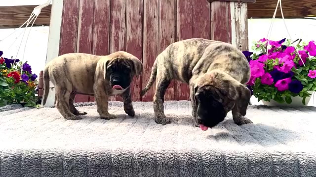 Video preview image #1 Mastiff Puppy For Sale in WAKARUSA, IN, USA