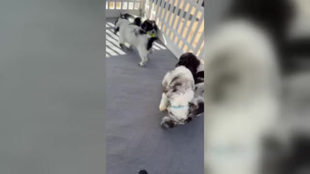 Video preview image #2 Cocker Spaniel Puppy For Sale in MARTIN, GA, USA
